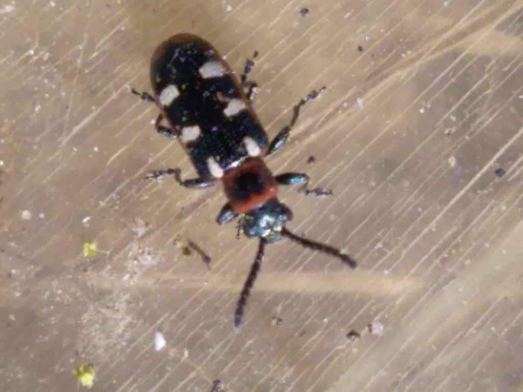Top-down view of a common asparagus beetle on a flat surface showing its elongated body shape and cream spots on dark wing covers