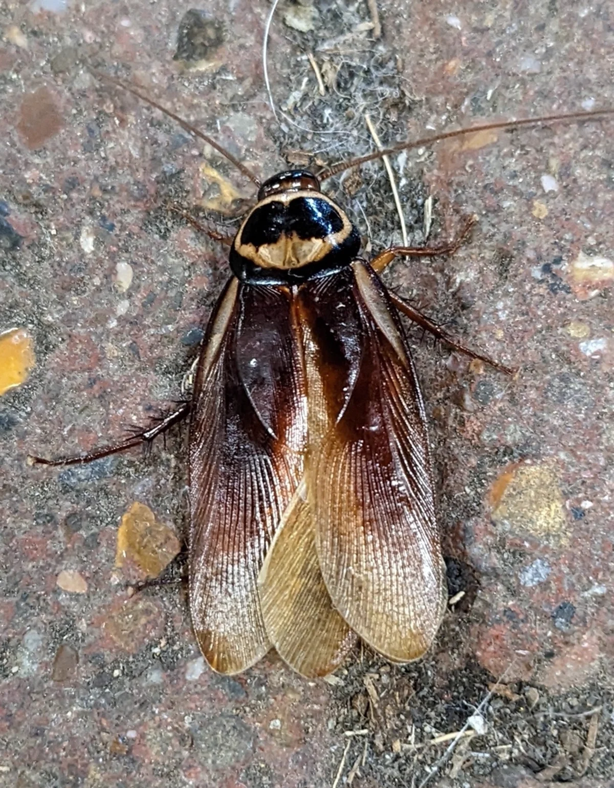 Adult Australian cockroach with wings spread showing yellow streaks along wing margins