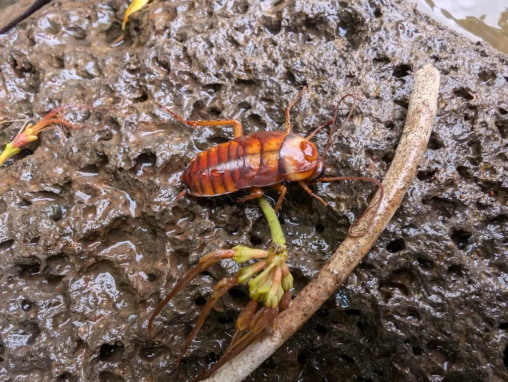 Baby American cockroach nymph with a reddish-brown body and long antennae on rough concrete