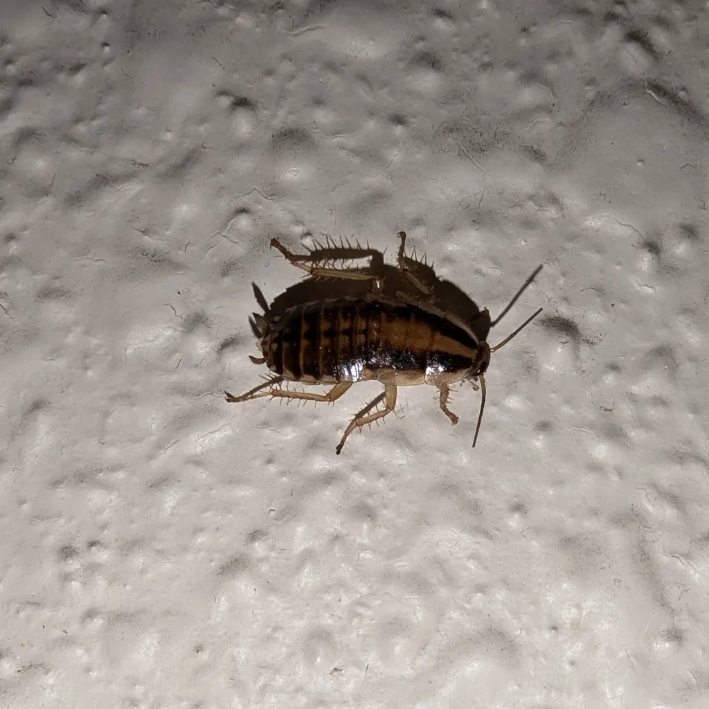 Baby German cockroach nymph, dark brown with a pale stripe down its back, on a textured white wall