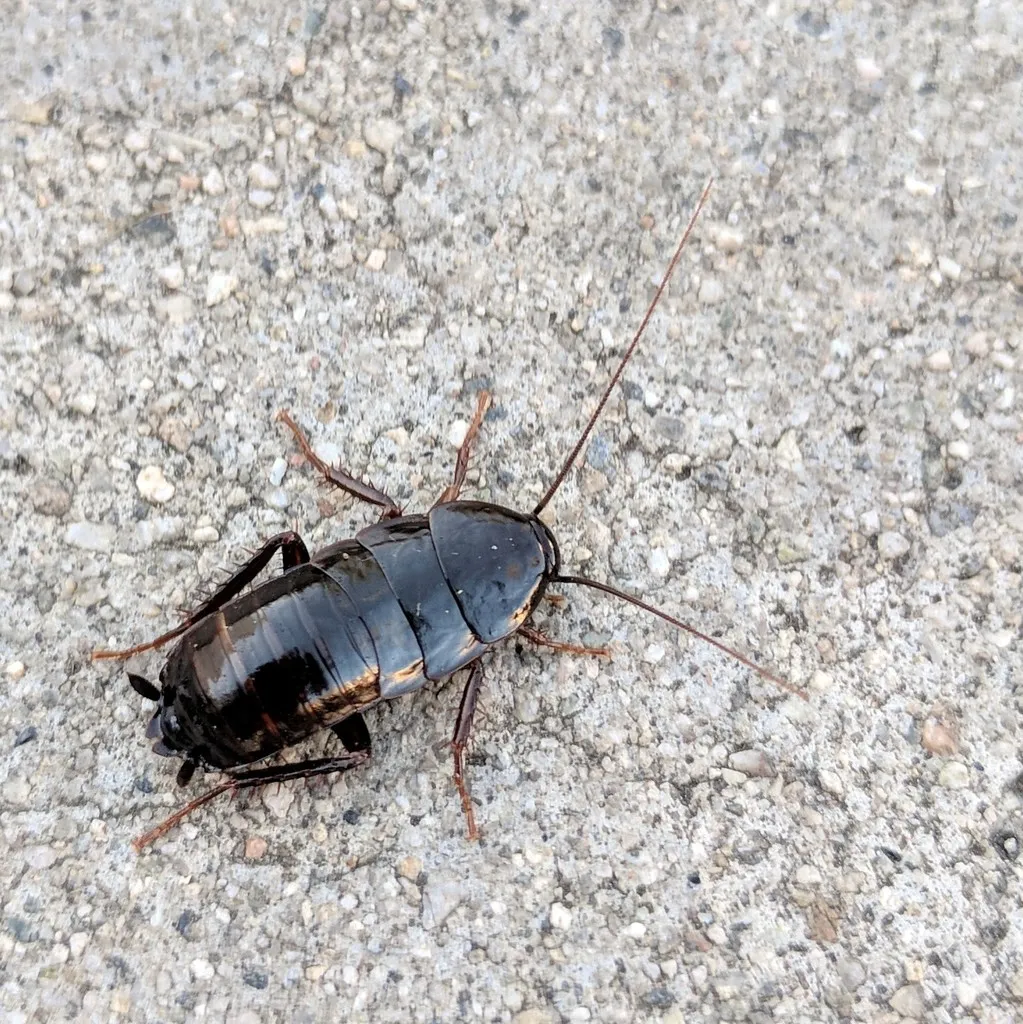 Baby Oriental cockroach nymph, shiny black and stout, on a concrete floor