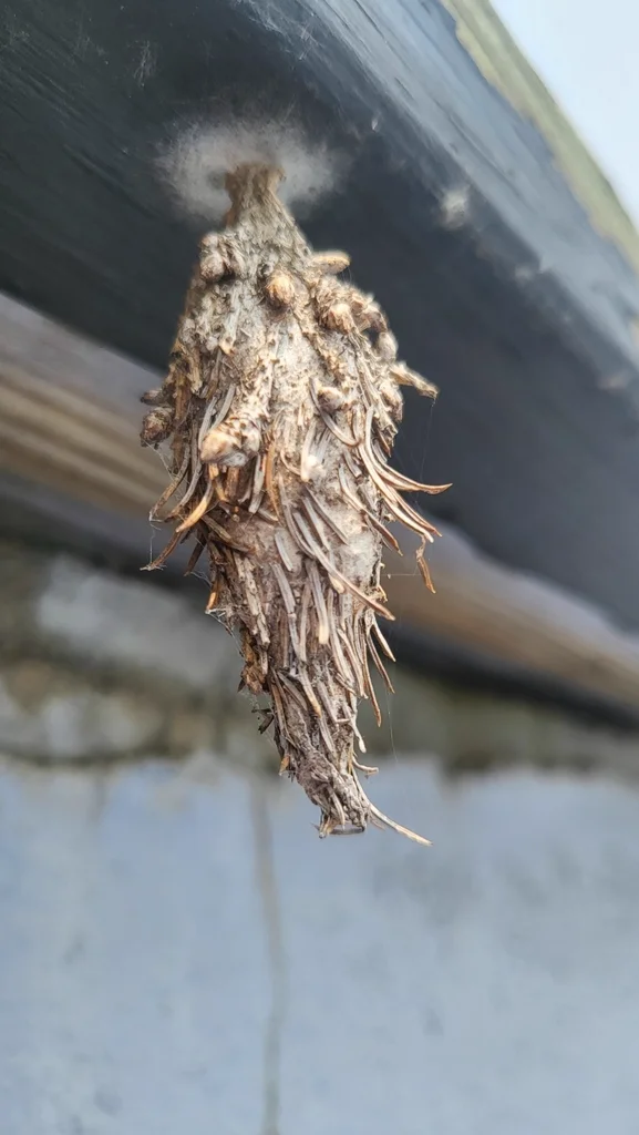 Bagworm case attached to a structure showing silk and debris construction