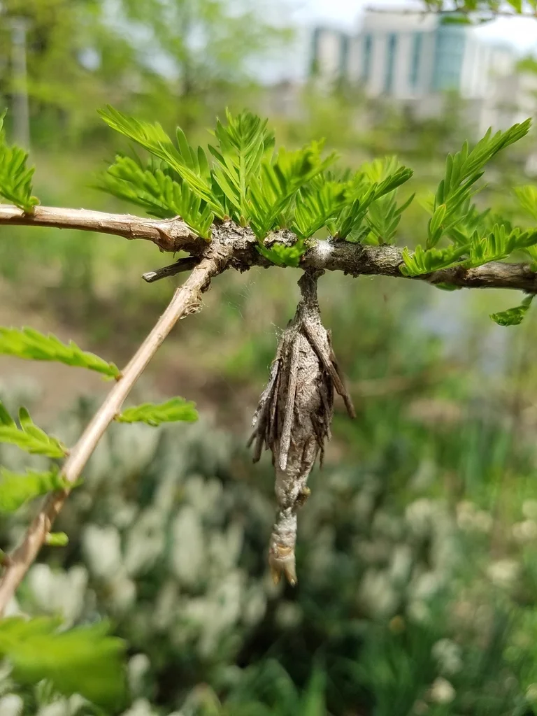 Bagworm in its protective case hanging from a deciduous tree branch