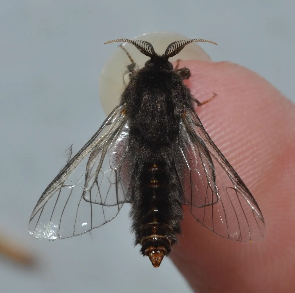 Adult male bagworm moth with dark fuzzy body and transparent wings
