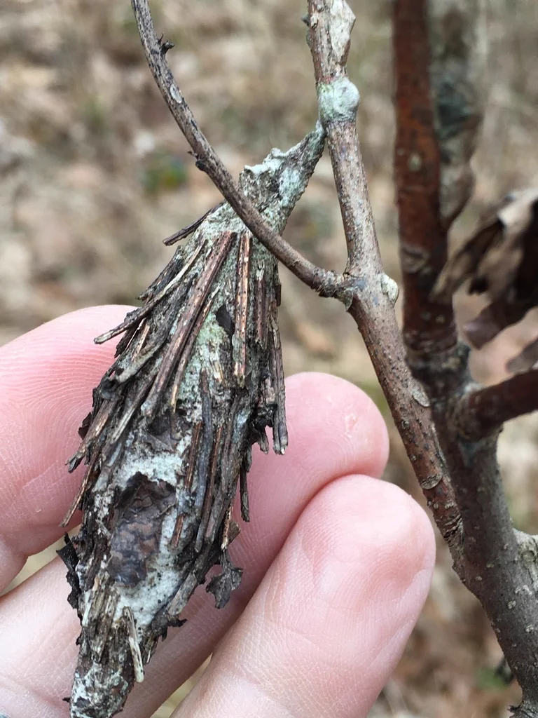Bagworm case being held for scale comparison showing typical size