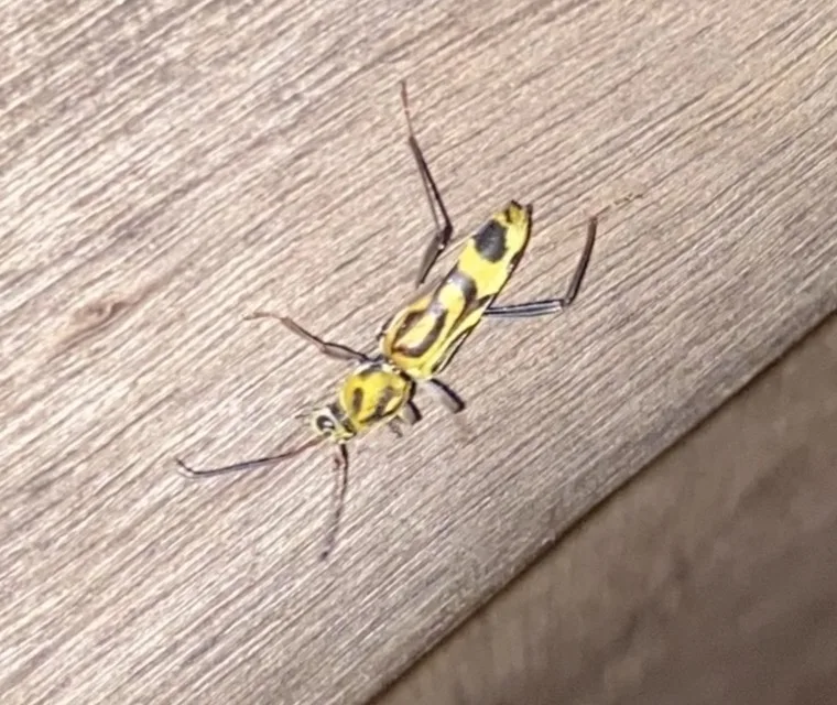 Bamboo borer beetle resting on weathered wood, showing bright yellow and black wing cover pattern