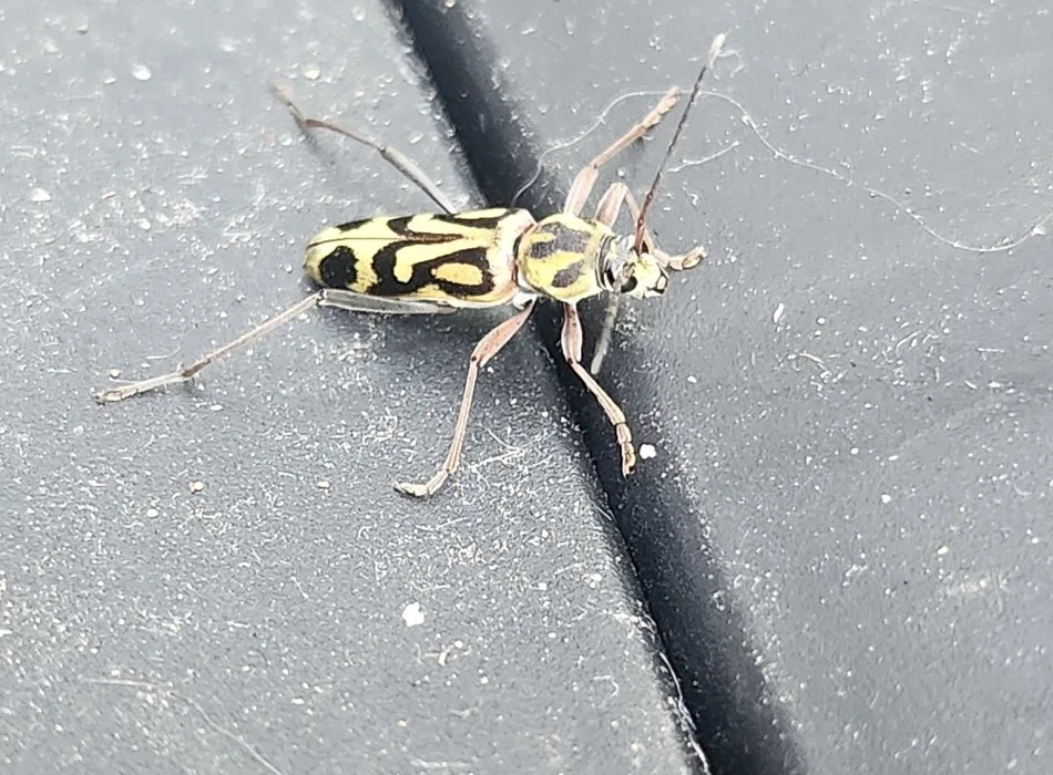 Top-down view of a bamboo borer beetle with antennae extended, showing the dark markings across its wing covers