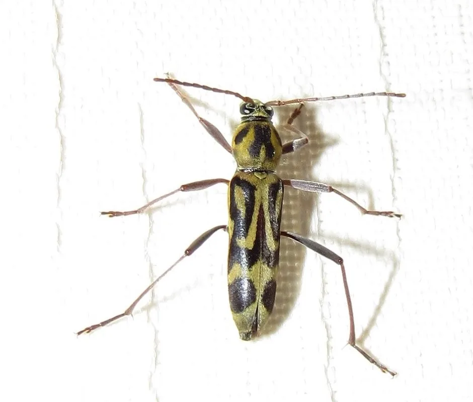 Bamboo borer beetle at a slight angle showing its slender body, long legs, and banded markings
