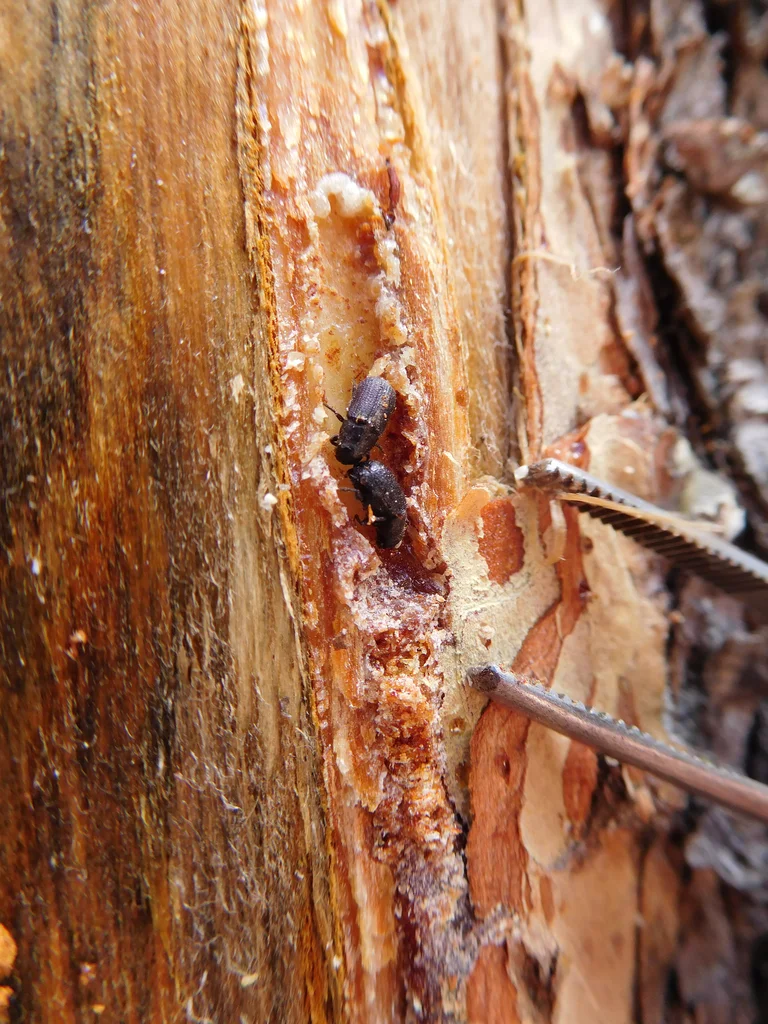 Bark beetle tunneling through tree bark showing the gallery pattern typical of these beetles