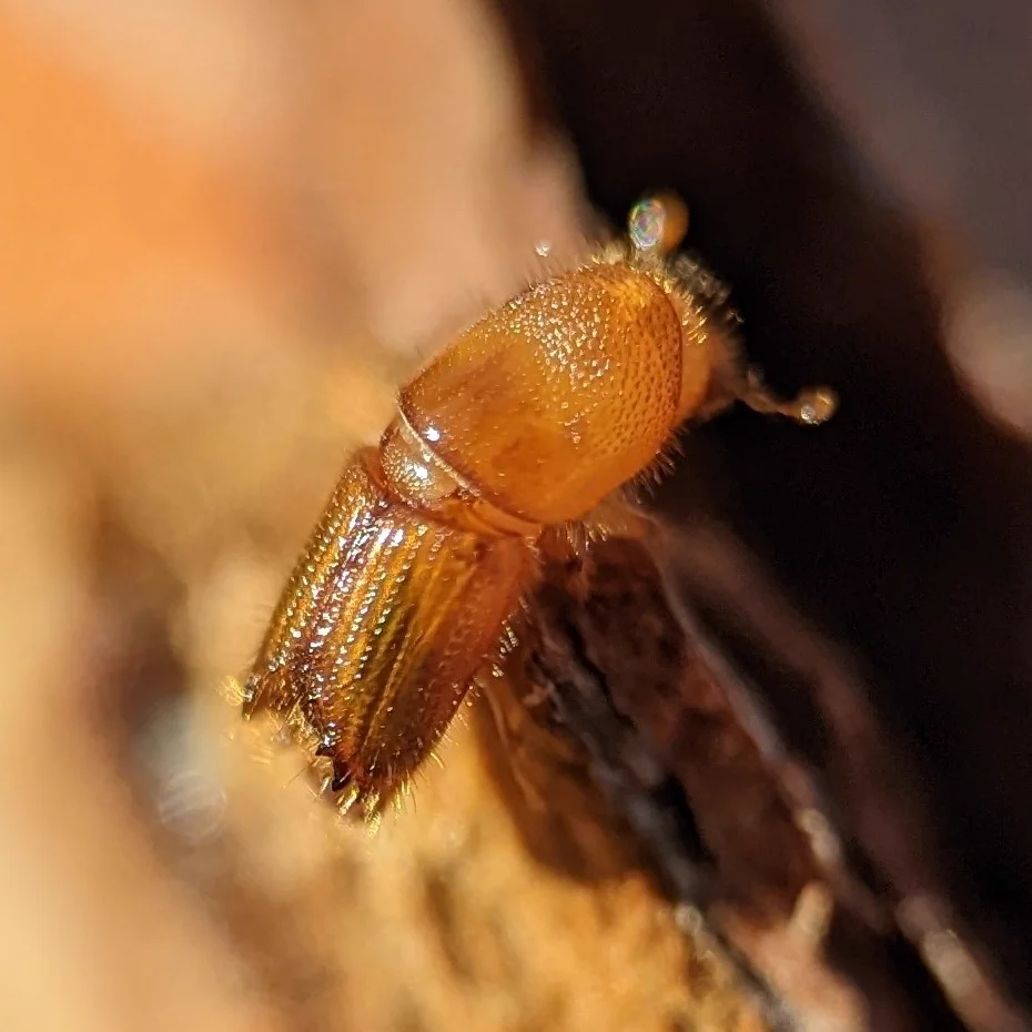 Reddish-brown bark beetle on tree bark showing typical coloration and small size