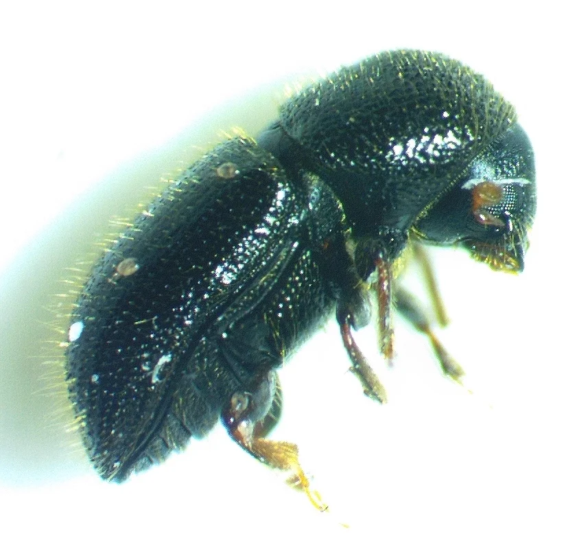 Side profile of a bark beetle highlighting the compact cylindrical body shape