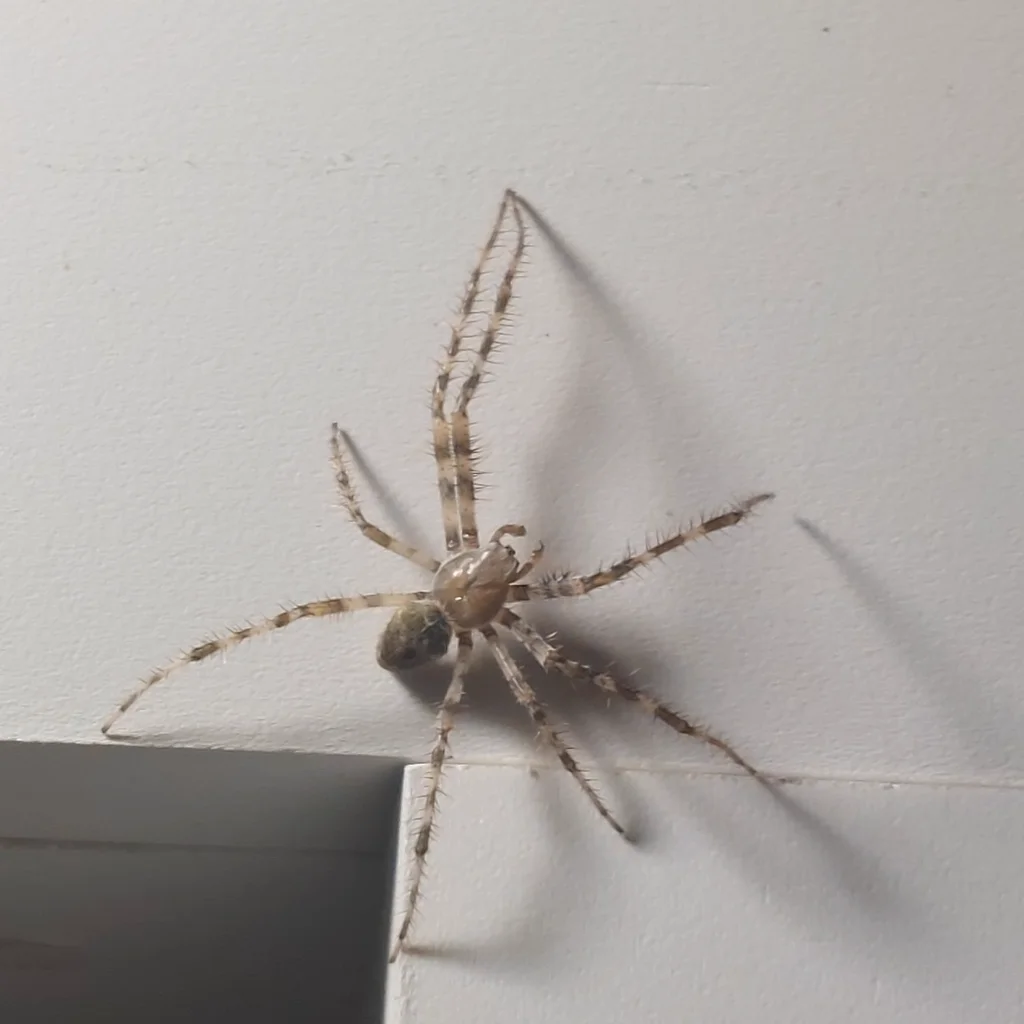 Barn spider resting on a wall showing striped legs and rounded abdomen