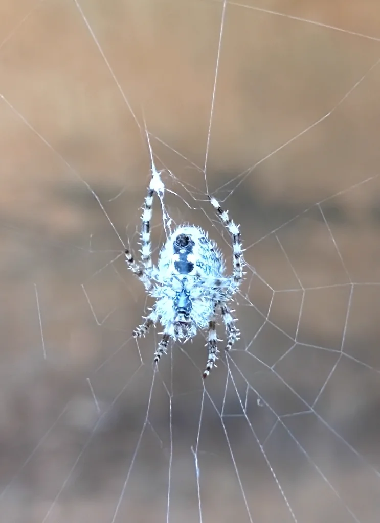 Barn spider hanging head-down at the center of its orb web