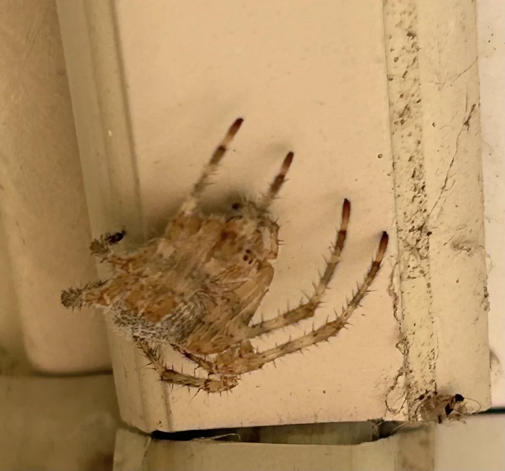 Close-up of barn spider showing body markings and leg banding