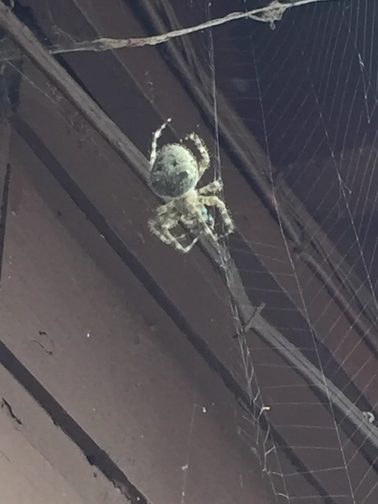 Barn spider in typical barn habitat environment on its web