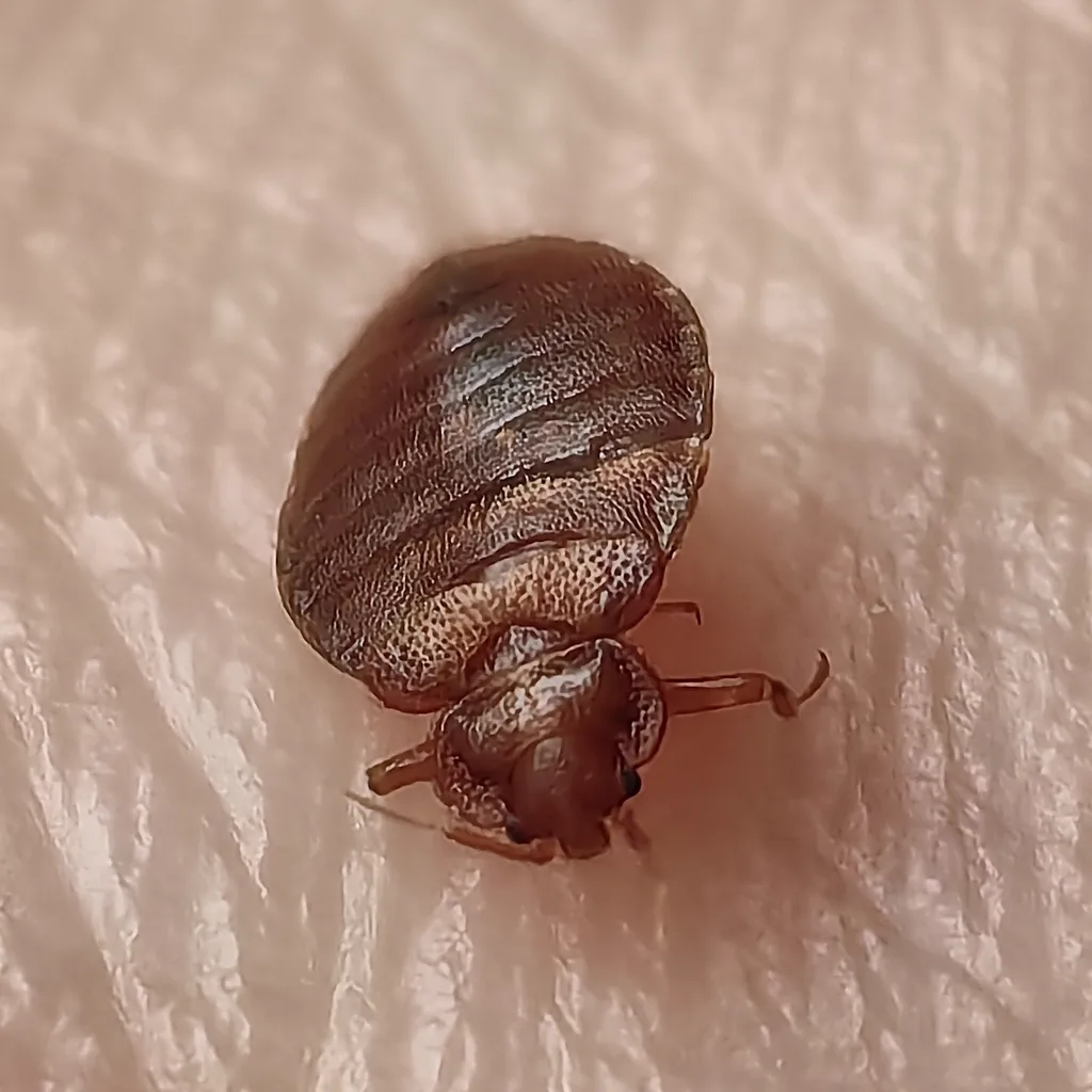 Detailed view of bat bug body segments and leg structure