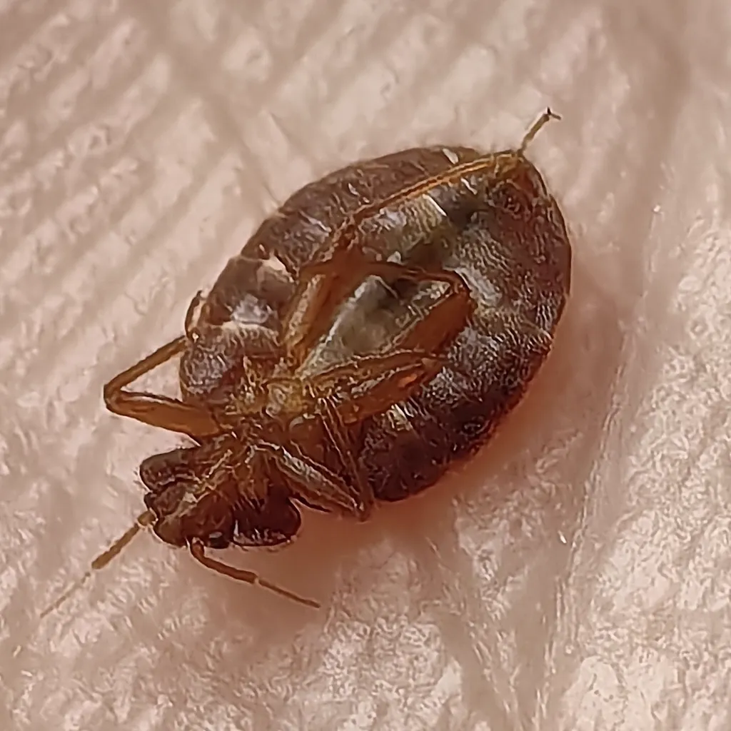 Bat bug specimen showing underside and leg arrangement