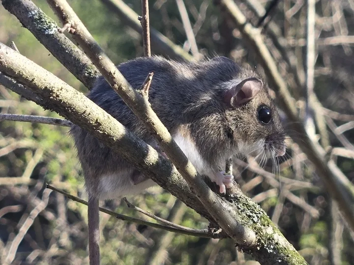 White-footed mouse with a white belly and large eyes climbing in brush at a field edge near Beltsville Maryland