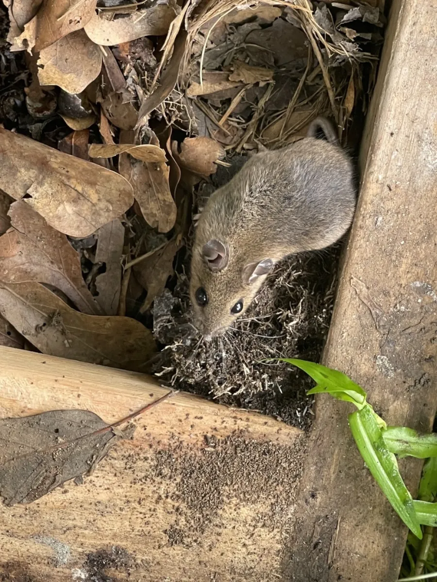 White-footed mouse nesting in leaf litter beside old boards, the kind of spot along a Beltsville foundation where mice move in