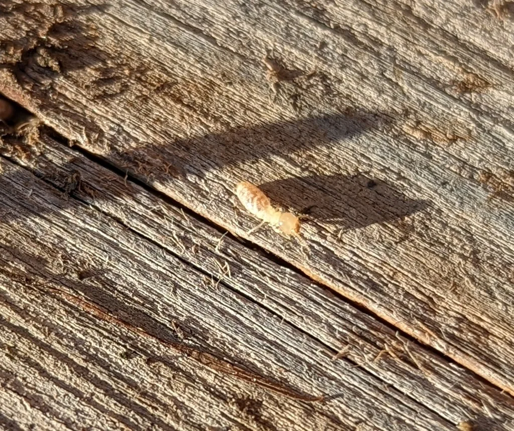 Single Eastern subterranean termite on a weathered deck board at a Maryland home