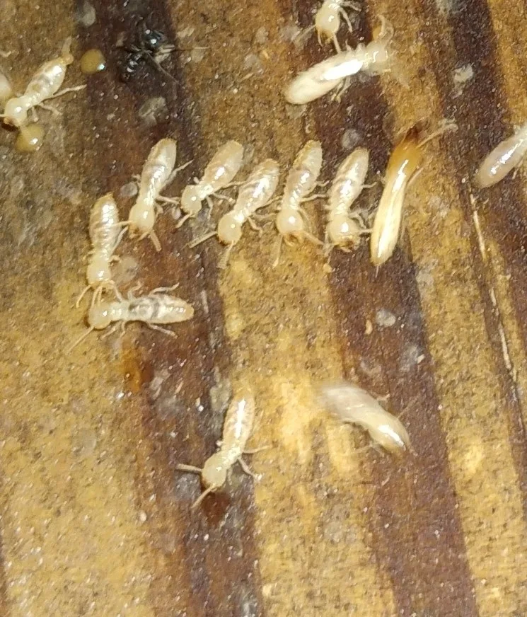Eastern subterranean termite workers feeding on damp wood, the termite species found in Bethesda Maryland homes