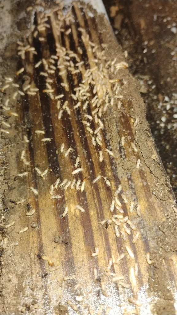 Large group of Eastern subterranean termites tunneling through wood grain, the damage pattern found in older Bethesda Maryland homes