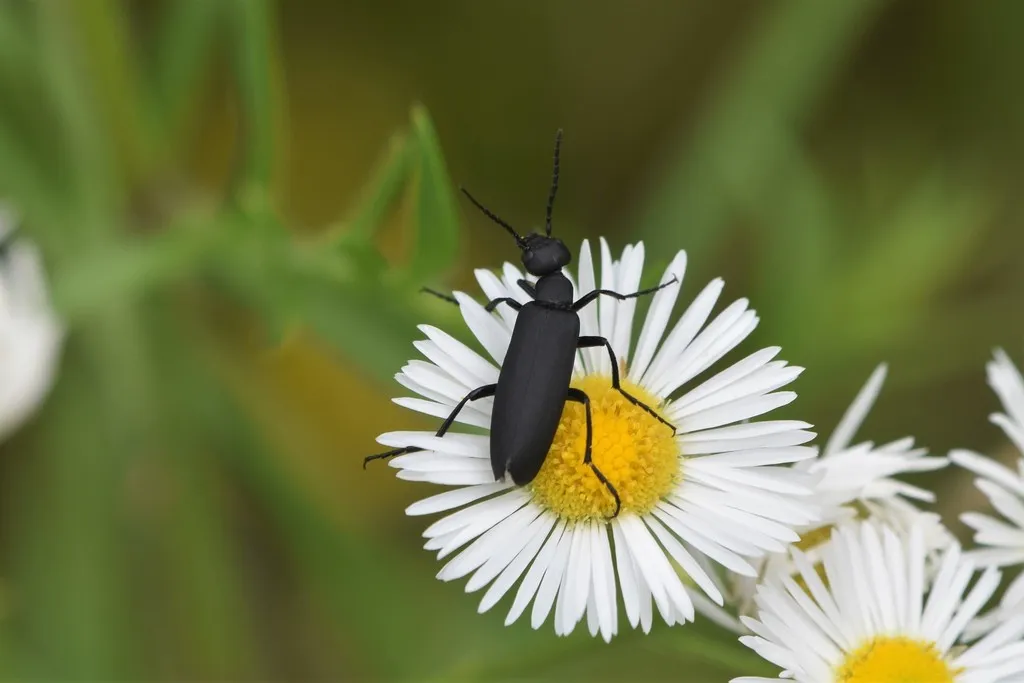 Black blister beetle feeding on a white daisy flower