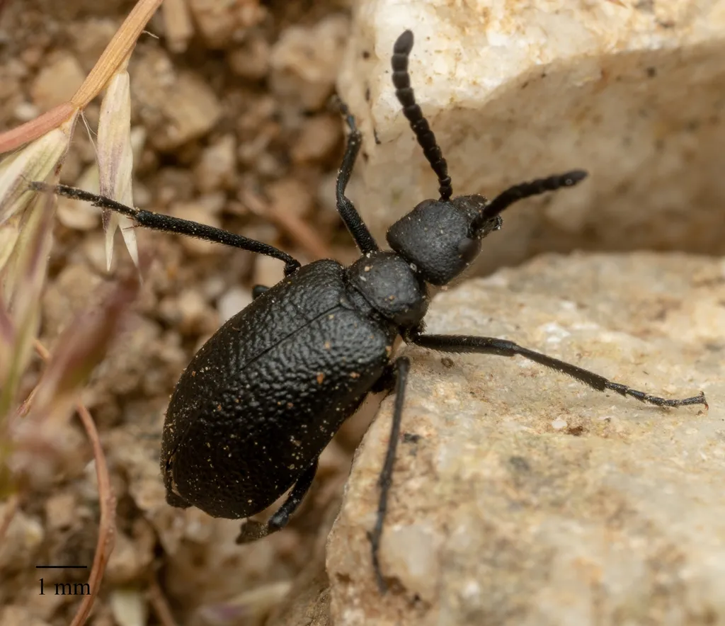 Black blister beetle crawling on rocky ground showing its bumpy textured body