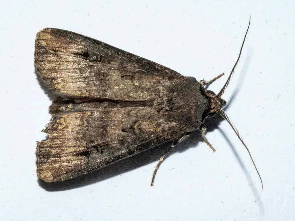 Close-up of black cutworm moth showing distinctive dart-shaped wing markings