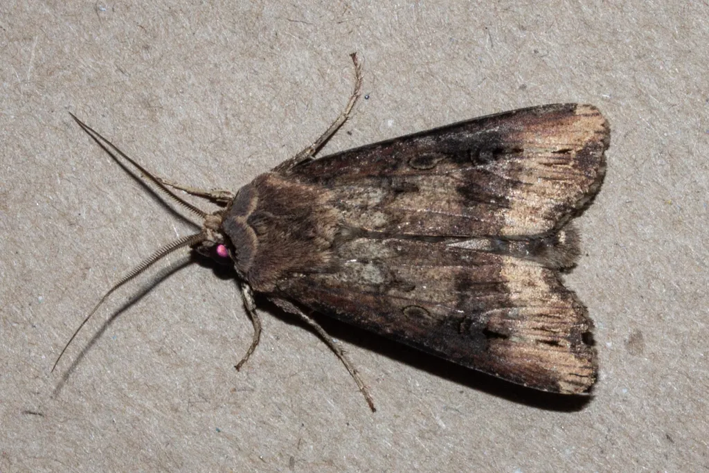 Top-down view of black cutworm moth displaying wing pattern