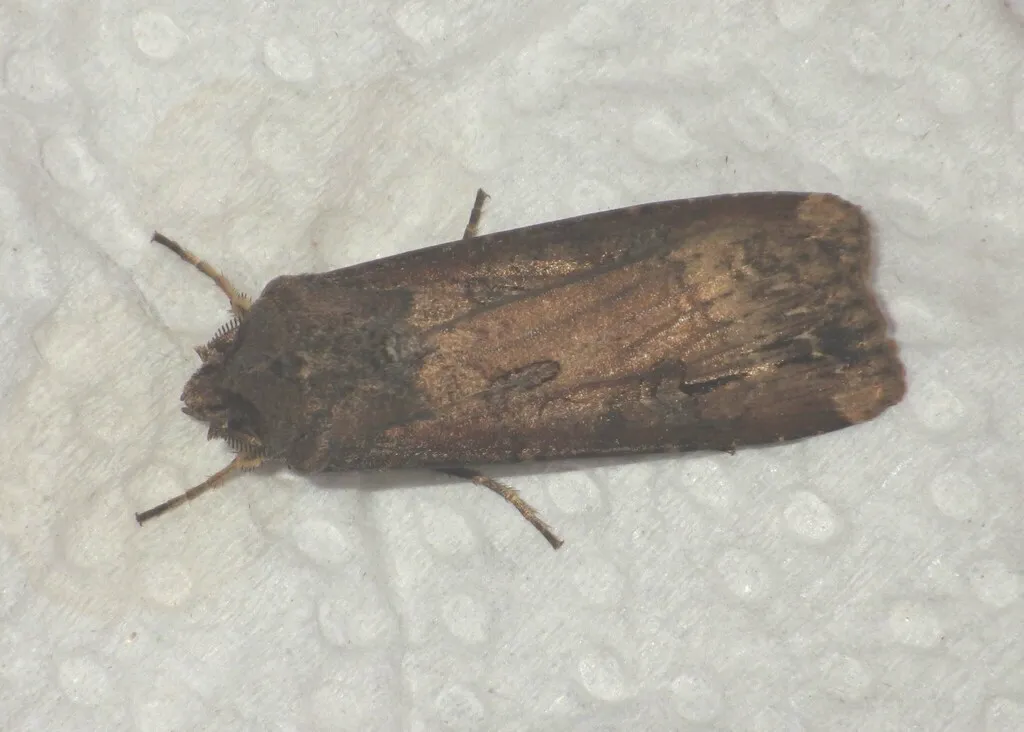 Black cutworm moth with wings spread showing tan and brown coloring
