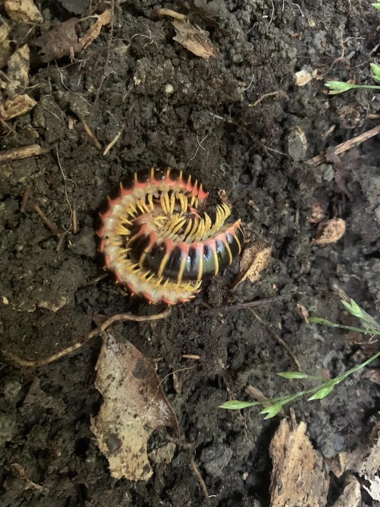 Black and gold flat millipede curled in defensive spiral position on dark soil
