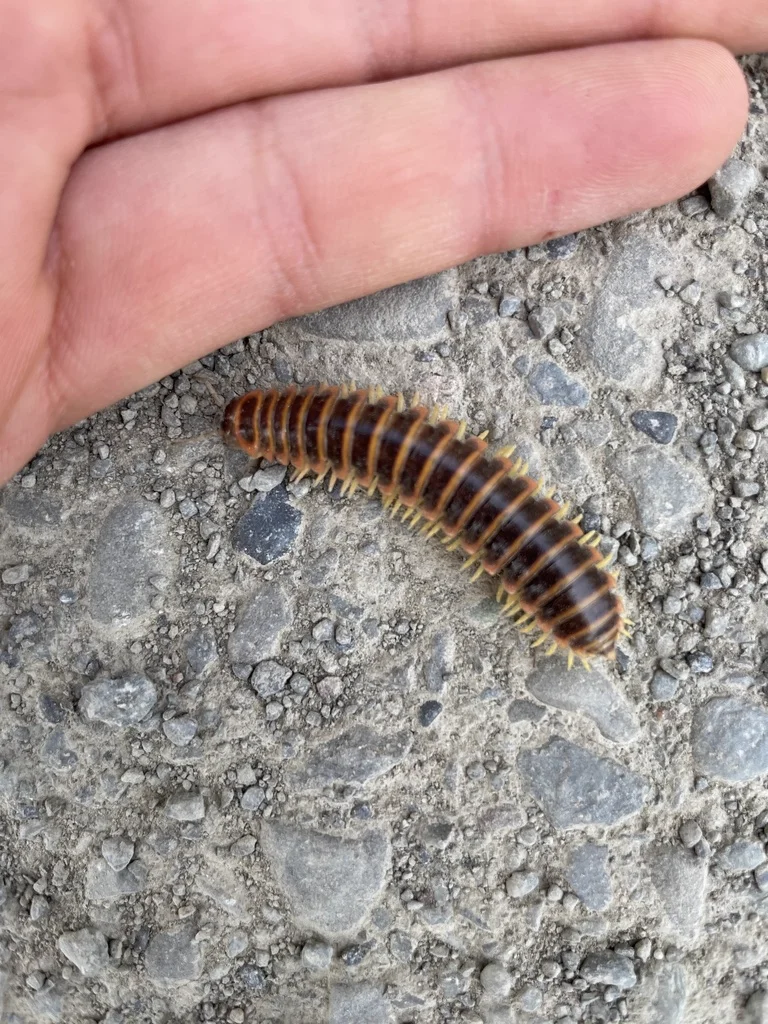Black and gold flat millipede next to human hand for size comparison