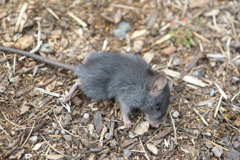Black rat in leaf litter