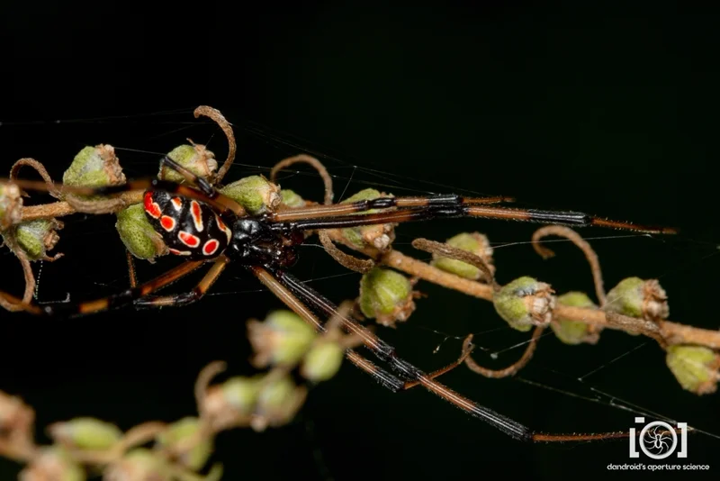 Southern black widow spider on plant showing red hourglass marking