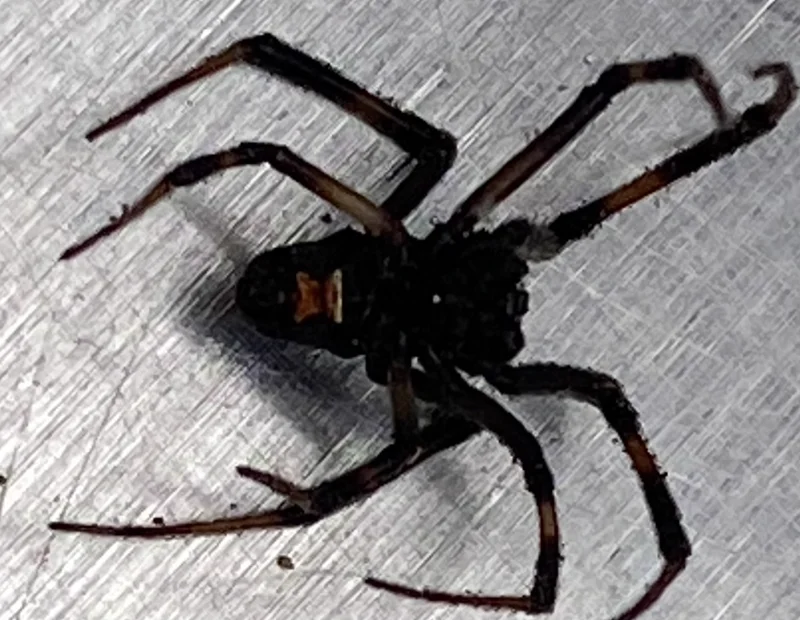 Black widow spider on surface displaying glossy black body and red marking