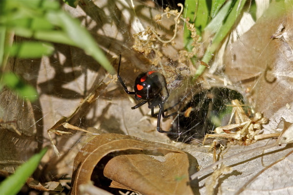 Northern black widow spider with red markings in web