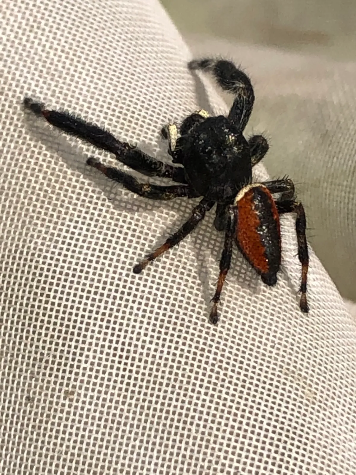 Male brilliant jumping spider with a red-orange abdomen on a light fabric surface