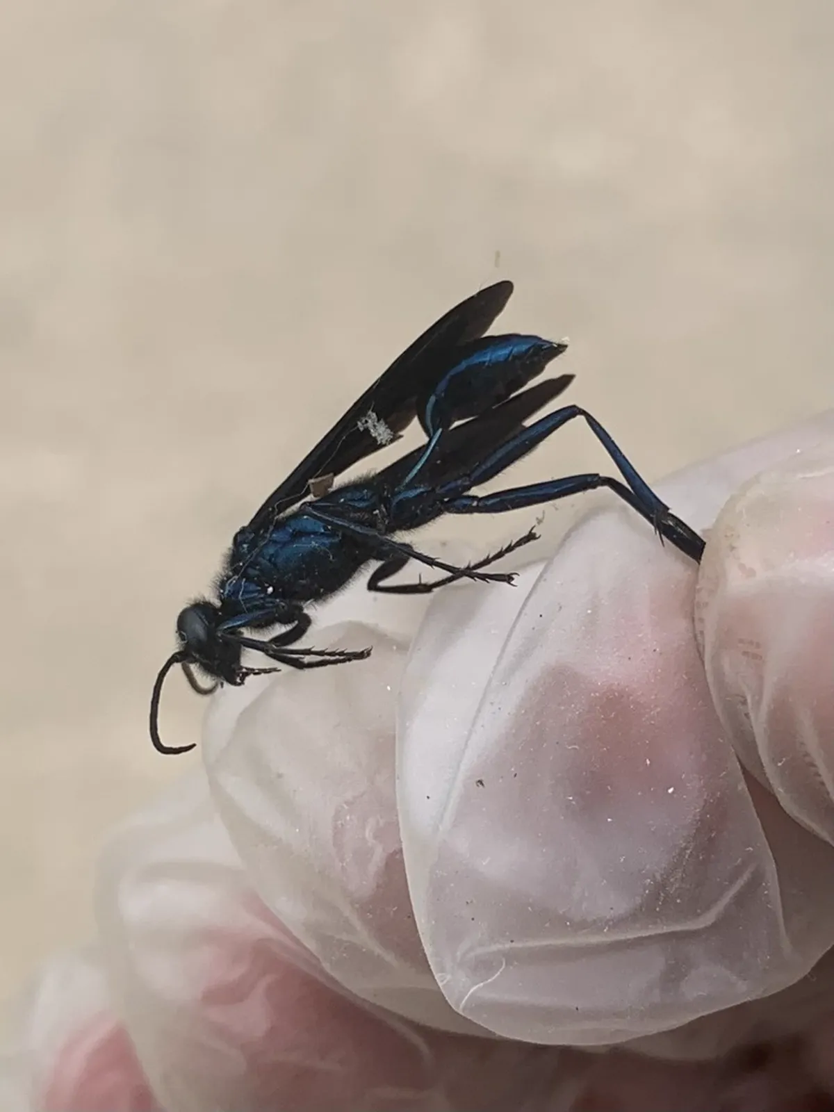 Blue mud dauber wasp held in gloved hand showing size and body structure