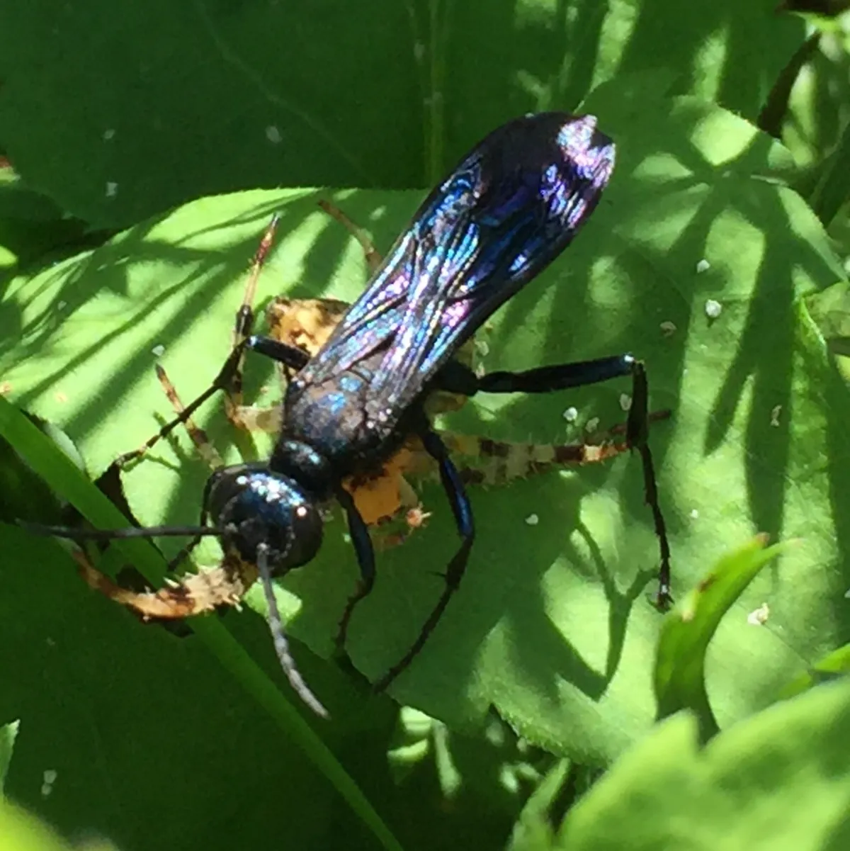 Blue mud dauber wasp on leaf displaying iridescent blue wings and body
