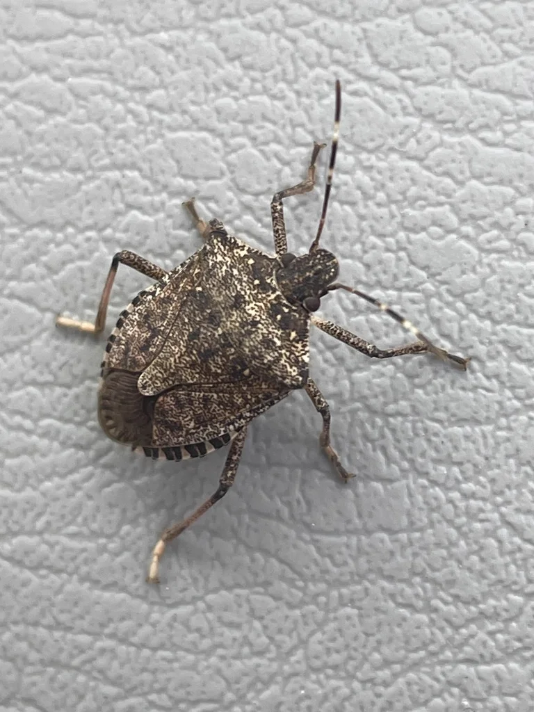 Brown marmorated stink bug crawling on textured fabric surface inside a home