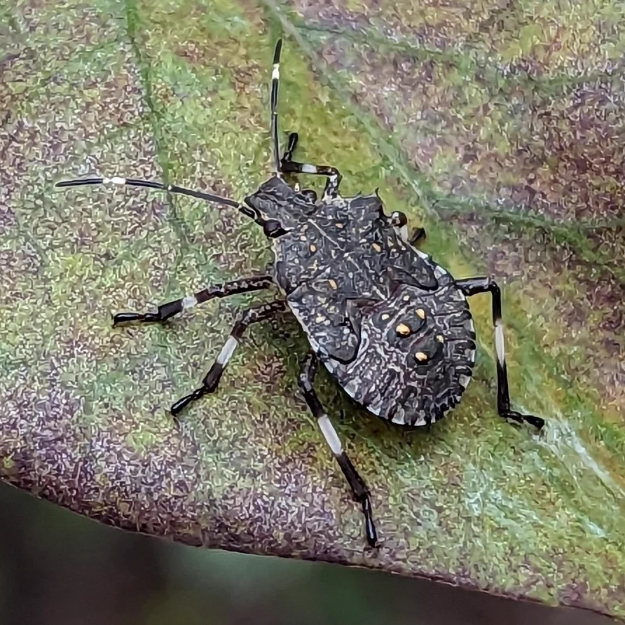 Brown marmorated stink bug nymph on leaf showing developing wing pads