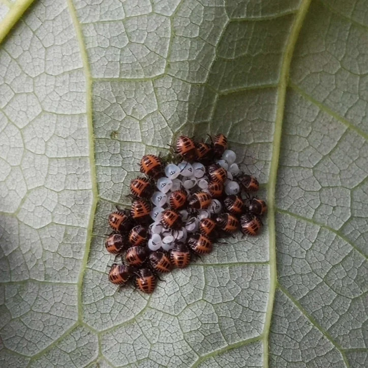 Newly hatched brown marmorated stink bug nymphs emerging from egg cluster on leaf