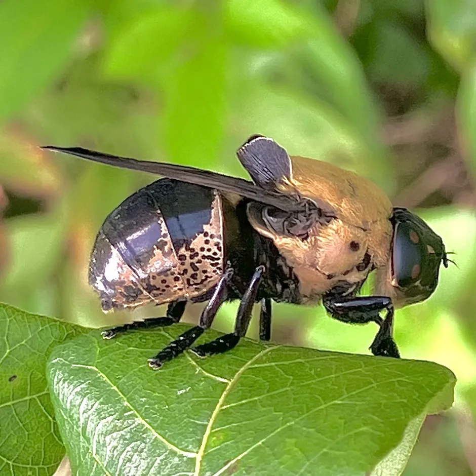 Cuterebra bot fly resting on a green leaf in its natural woodland habitat showing its spotted body and dark wings