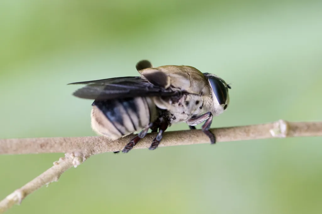 Bot fly perched on a twig showing its banded abdomen, single pair of wings, and large compound eyes against a blurred green background