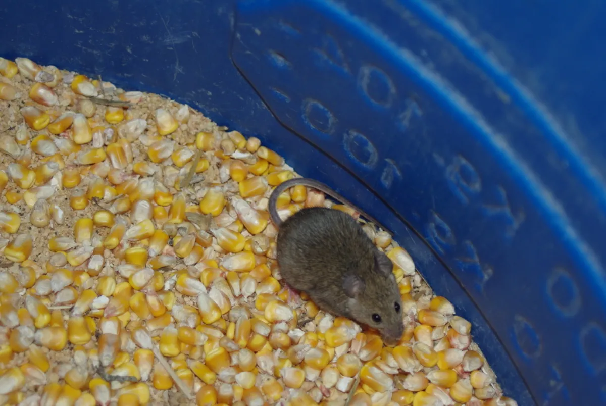 House mouse sitting in an open bin of corn, like the stored seed and pet food that pulls mice into Bowie garages