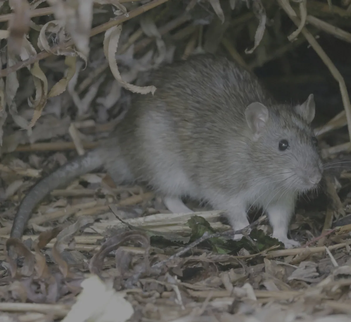 Norway rat in dry leaf litter, the kind of cover found along Bowie fence lines, stream banks, and curbside leaf piles
