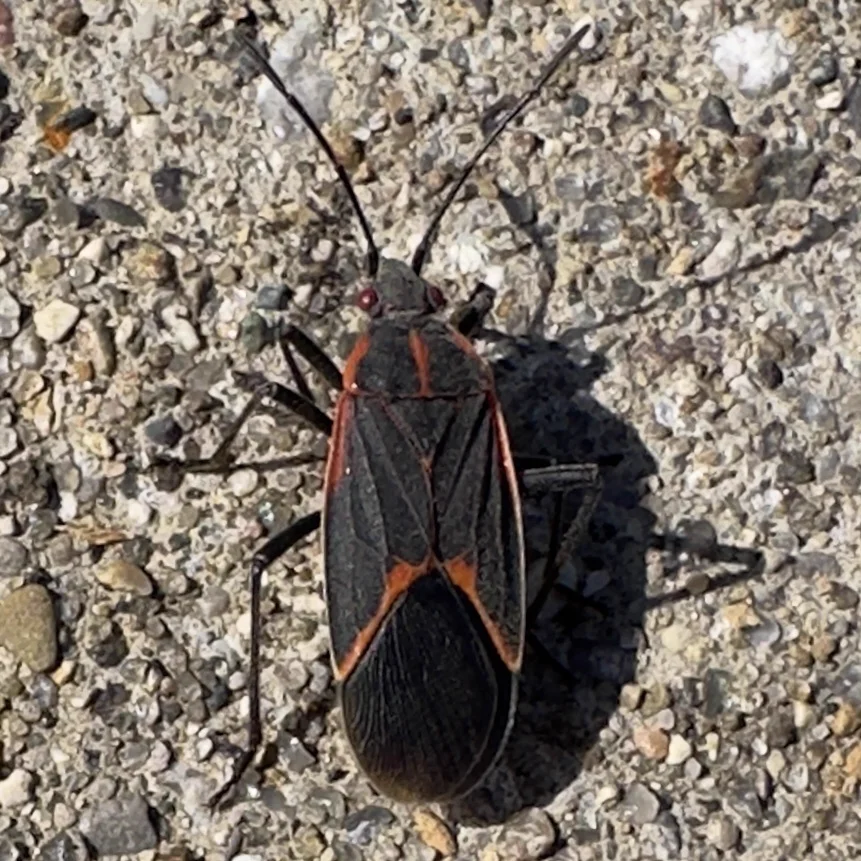 Black-and-red boxelder bug