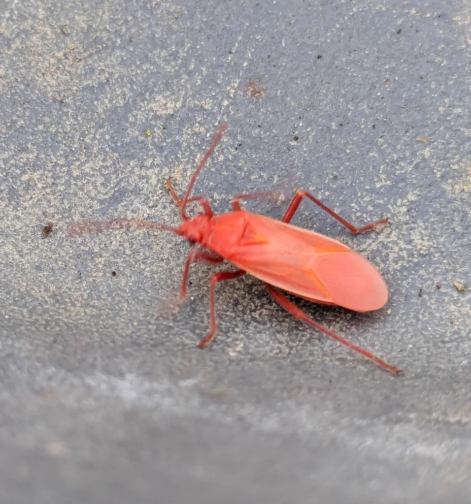 Bright red boxelder bug nymph on concrete surface