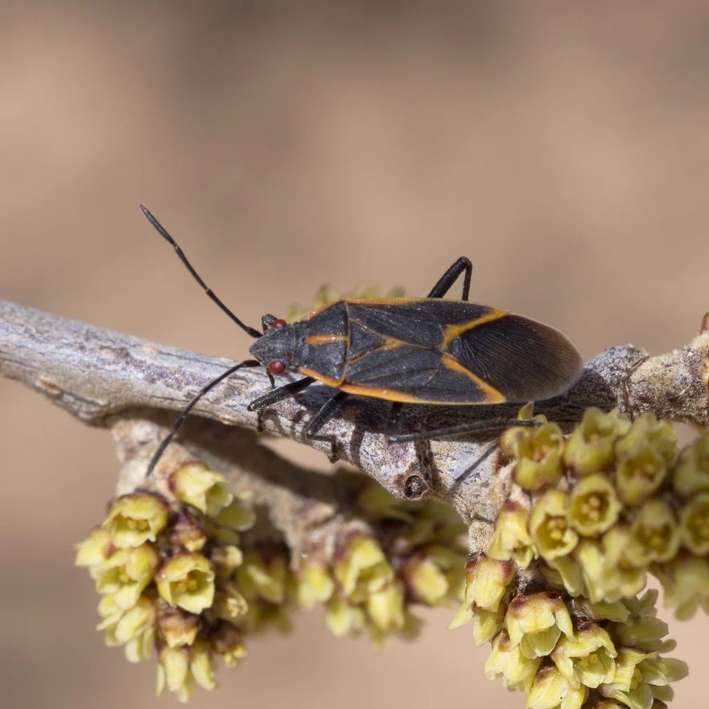 Boxelder bug resting on branch with buds showing natural habitat